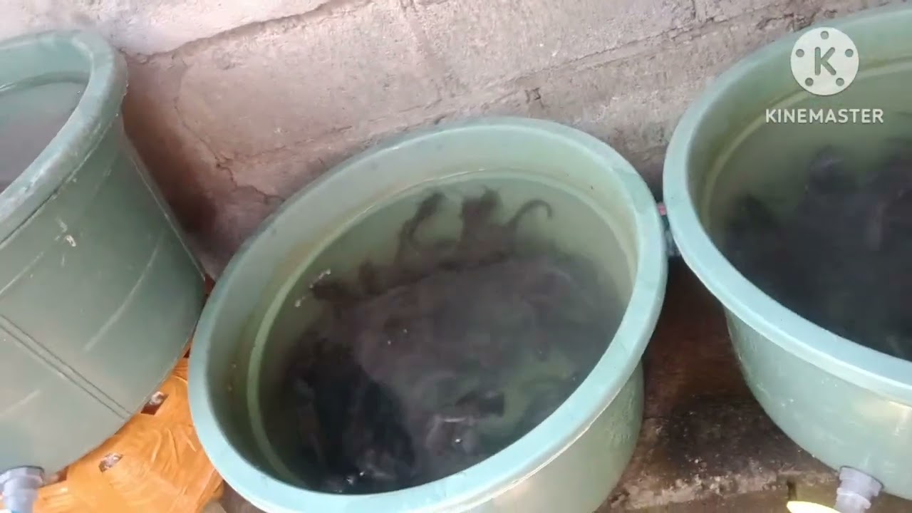 budikdamber lele, update hari ke 35