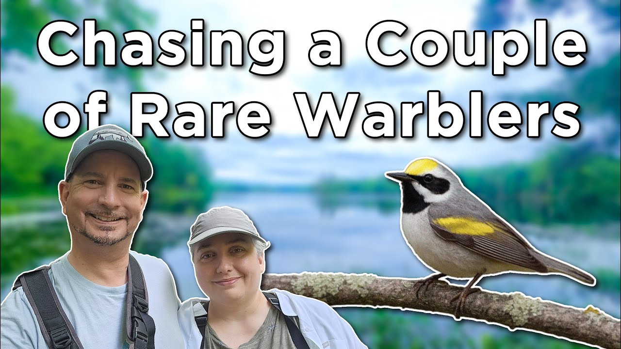 Chasing a Couple of Rare Warblers - Murphy's Point & Frontenac Provincial Park