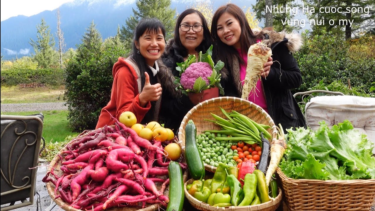 THU HOẠCH BÔNG CẢI TÍM, KHOAI LANG, CÀ RỐT TRẮNG SIÊU TO,DƯA HẤU TÝ HON, CÀ CHUA TRIỆU NGỌT,