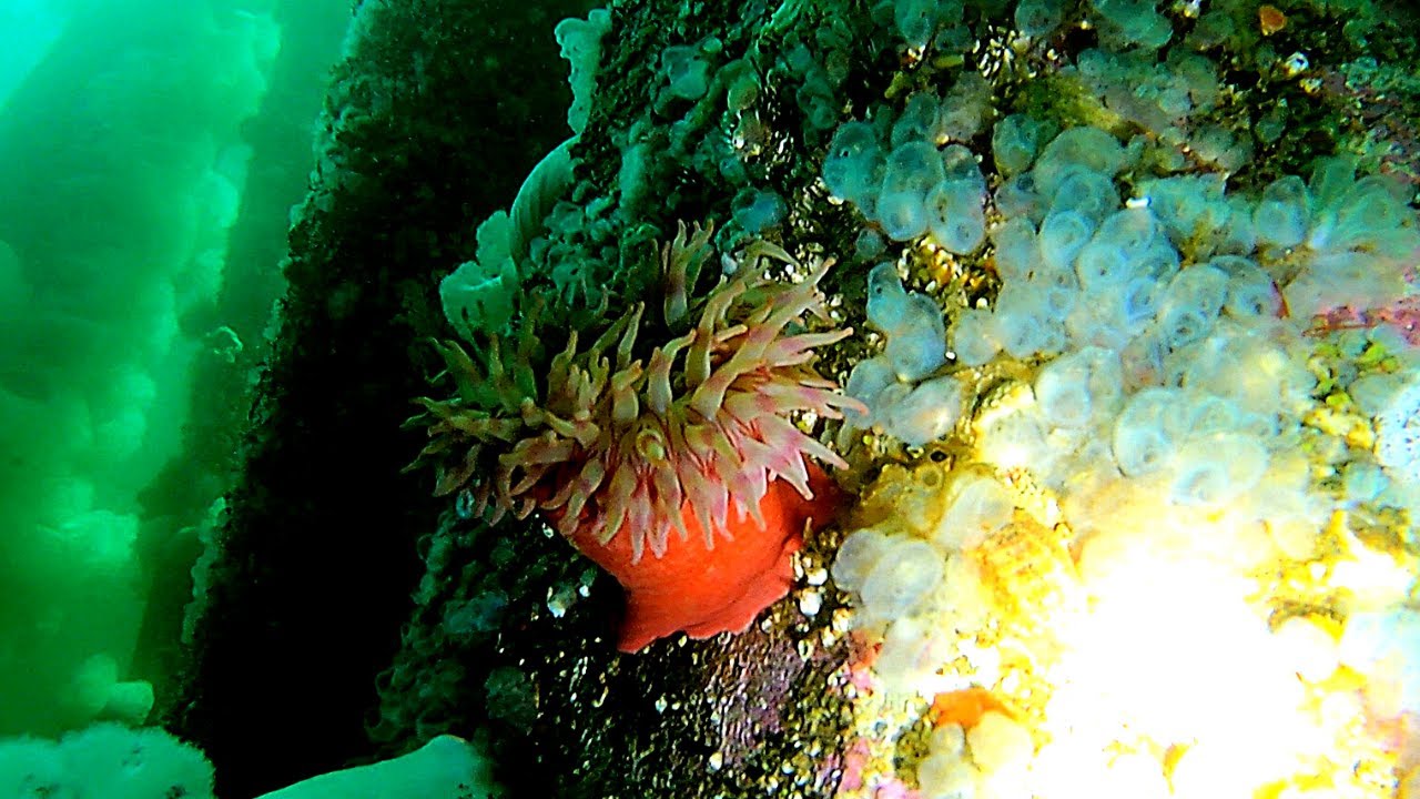 So Much Beauty! | Freediving Campbell River, BC