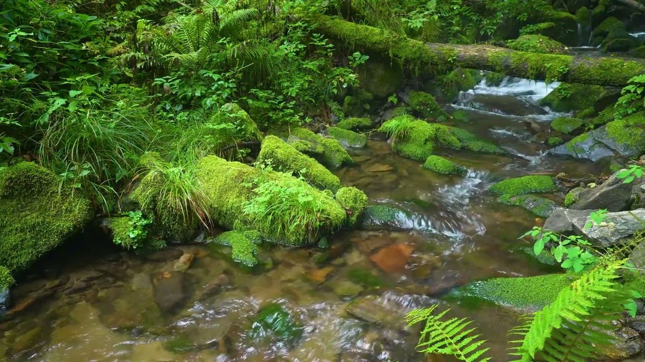 Small Streams in the Forest, Beautiful Birds Singing, Nature Sounds