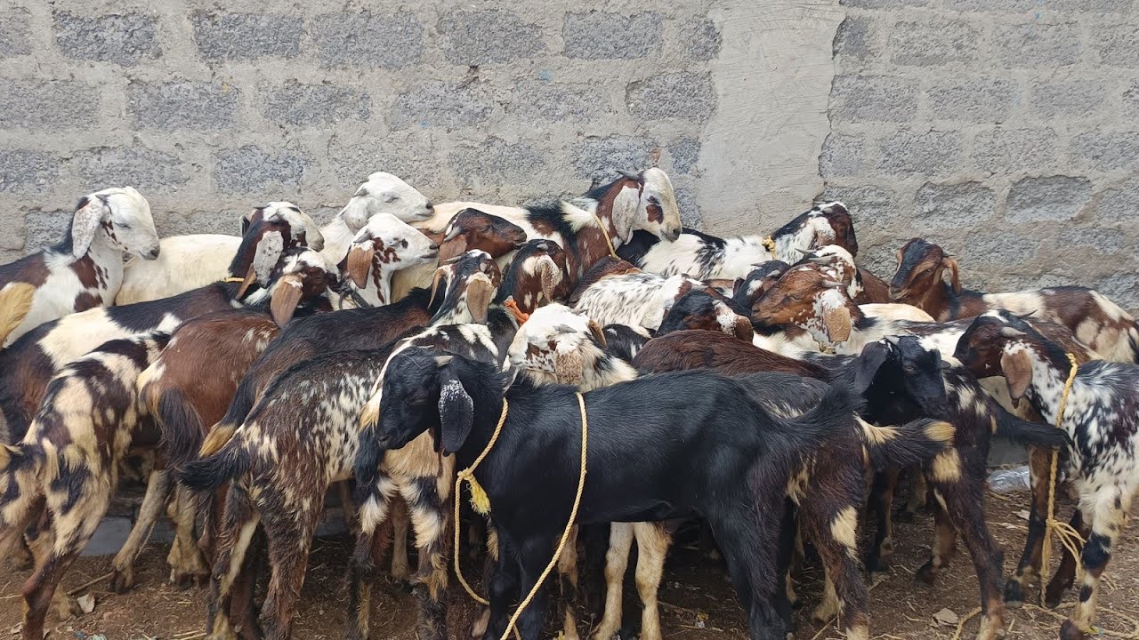 guntur nallapadu male goat kids | guntur nallapadu sheep and goat market