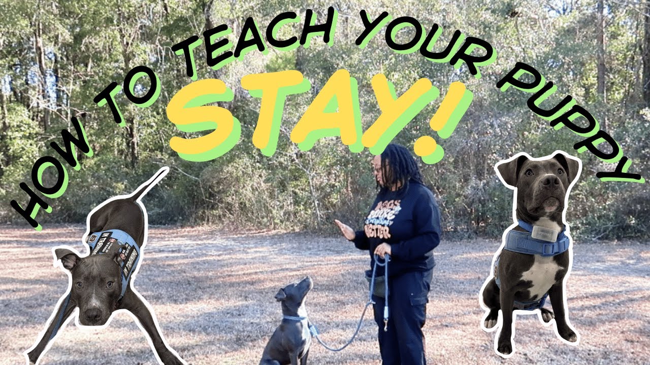 Teaching Puppy to Sit and Stay