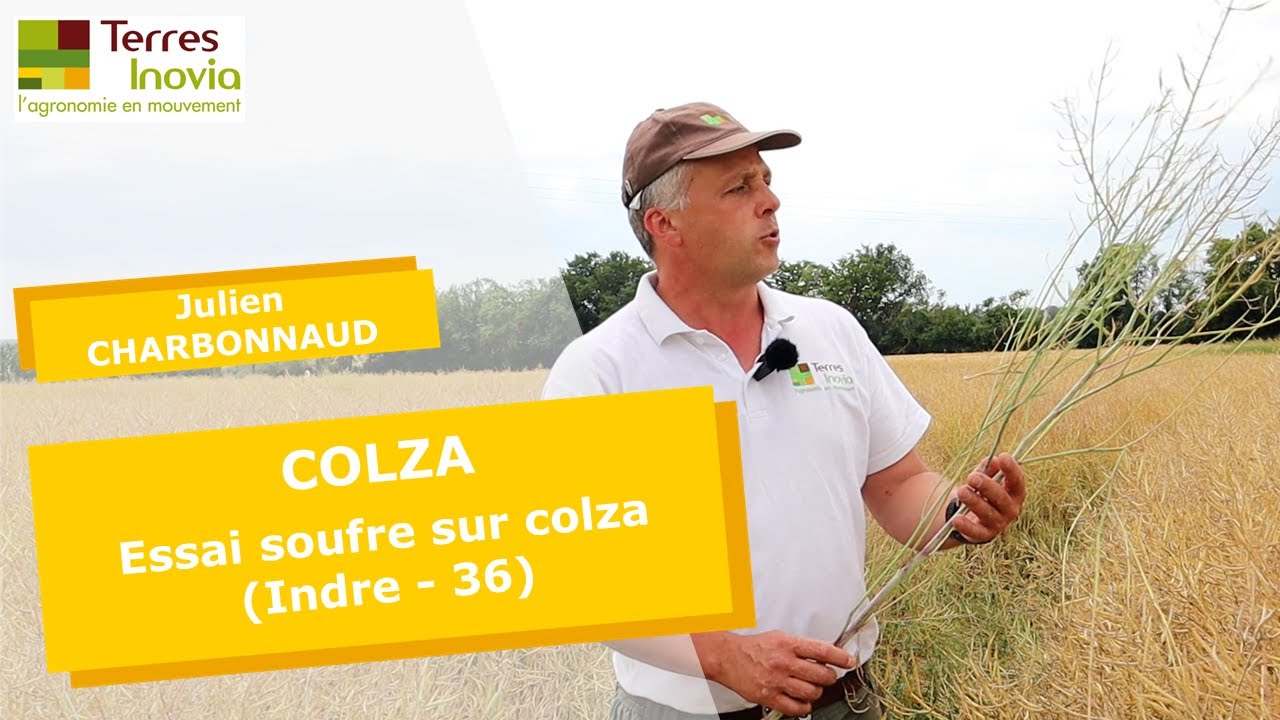 Colza : essai soufre dans l'Indre (36) - J. CHARBONNAUD / D. POISSON