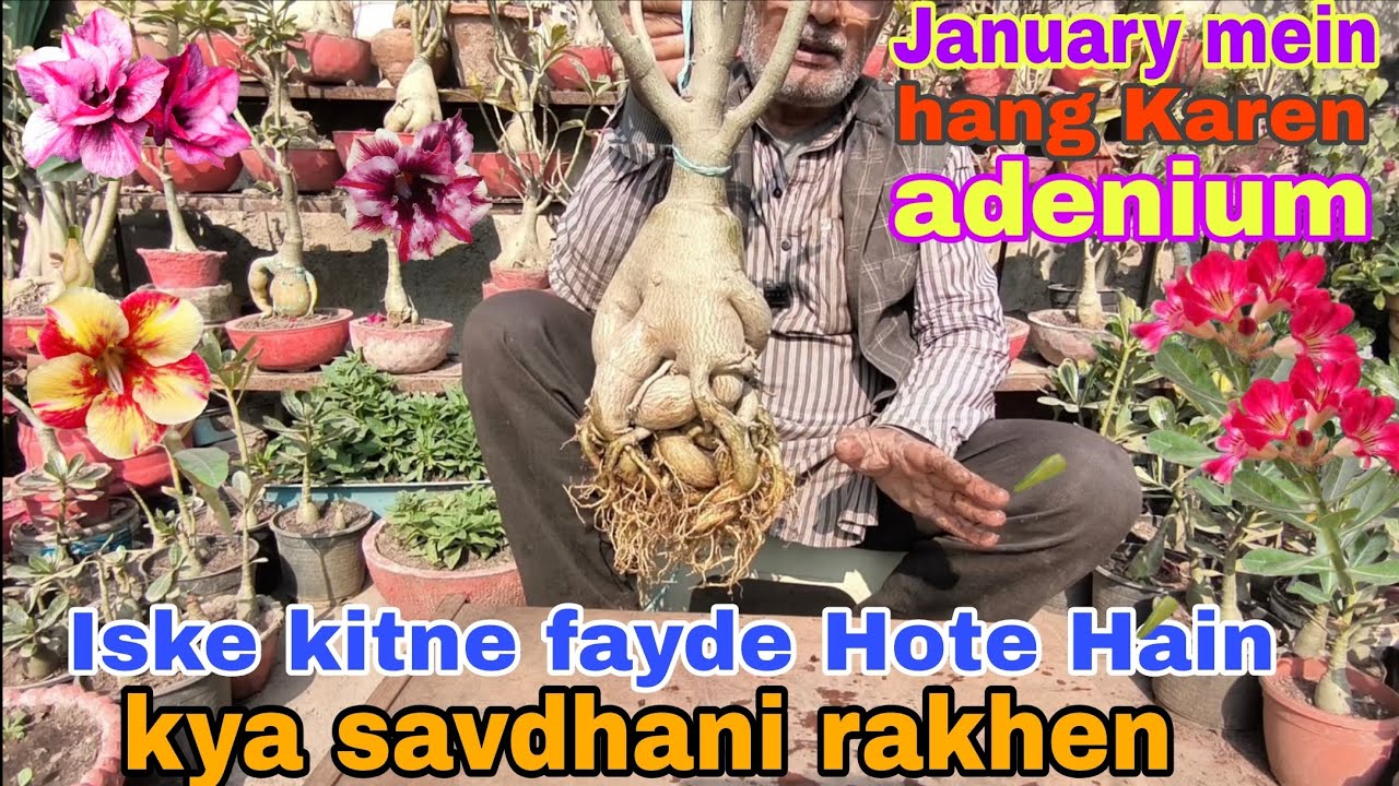 January Mein hang Karen adenium Iske kitne fayde Hote Hain kya savdhani rakhen