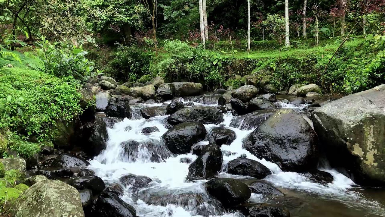 Let the river quiet your thoughts in a misty valley forest to guide you gently into peaceful sleep