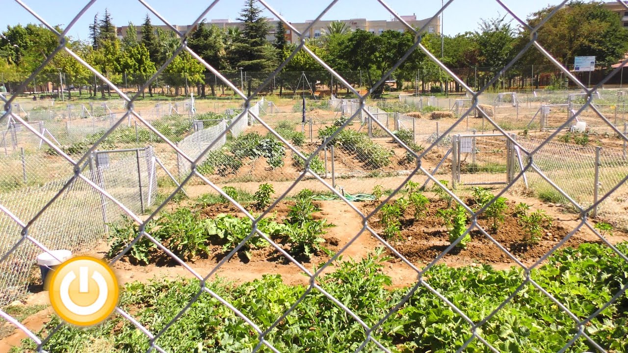 Los huertos urbanos de Suerte de Saavedra empiezan a dar sus fruto