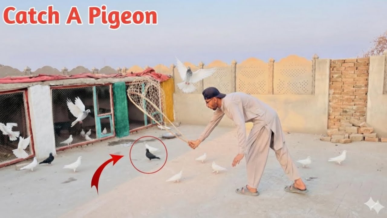 Catch A Black Pigeon At Pet House | Catch Pigeon 