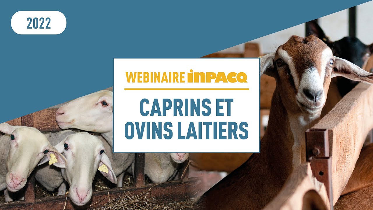 Webinaire INPACQ caprins et ovins laitiers
