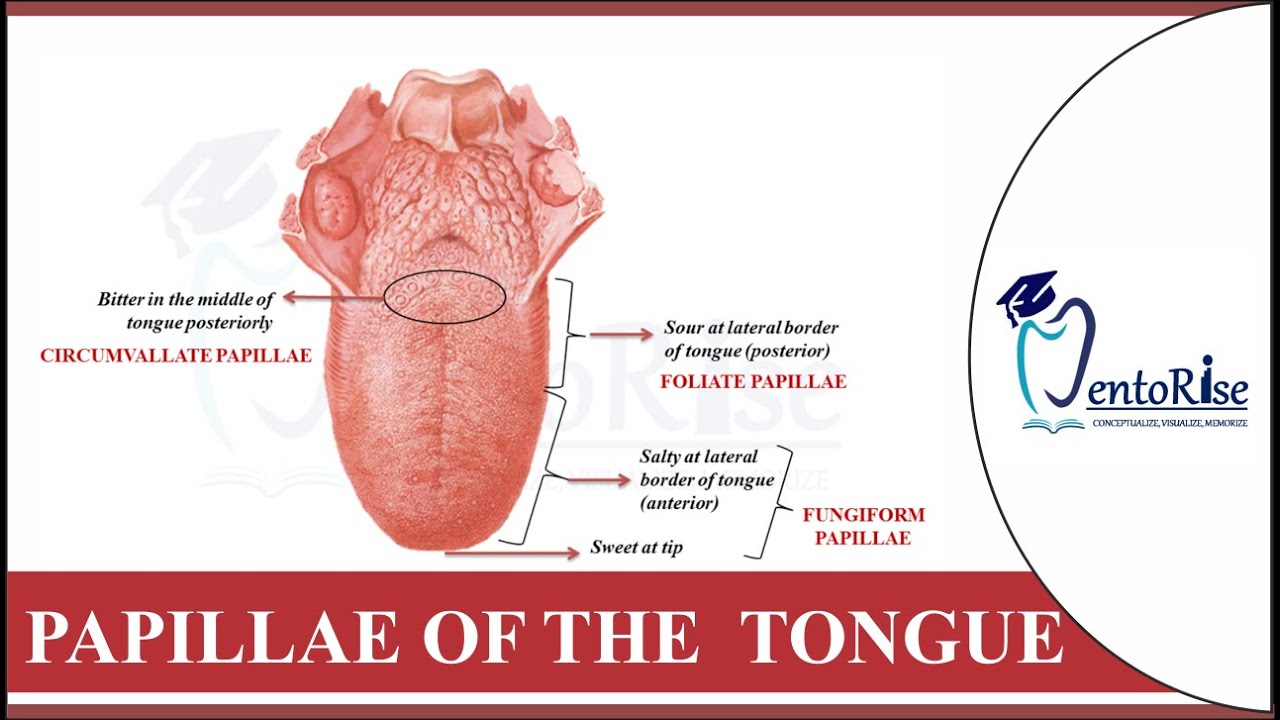Papillae on tongue | Tongue papillae | Taste buds on tongue | Dental histology | Human Anatomy