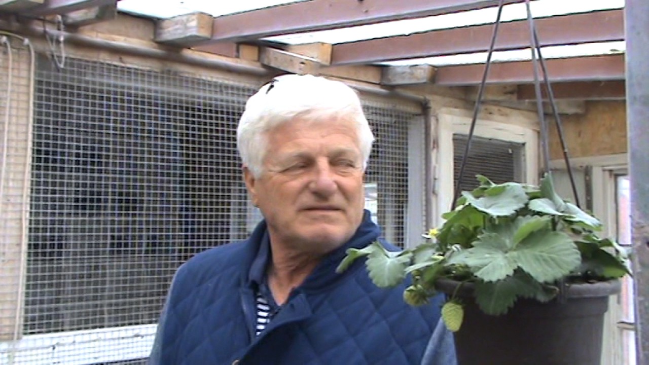 Columbofil dl Gigi Stoicescu FCPR Azuga Prahova Romania prezentare porumbei 30 aprilie 2017