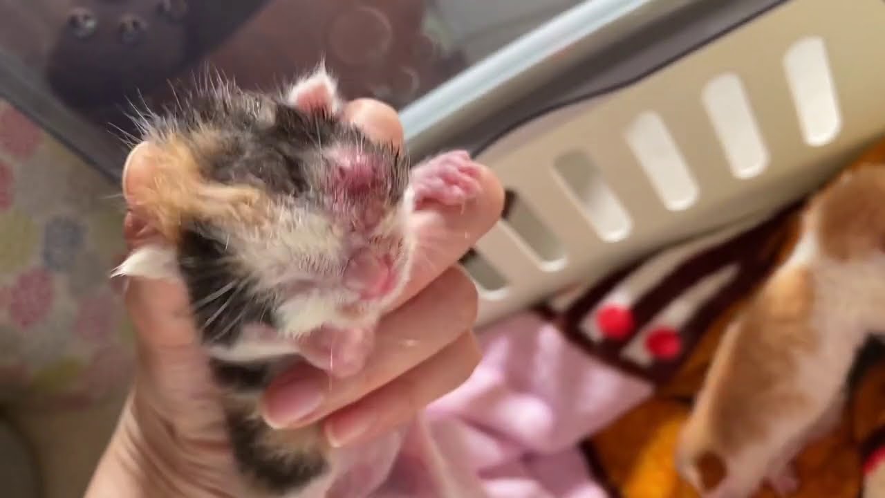 【へその緒がついた子猫】なんとか生きて！授乳ができずカテーテル授乳に切り替え
