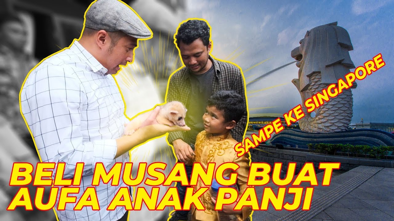 BELI MUSANG BUAT AUFA ANAK PANJI, SAMPE KE SINGAPURA..!?!