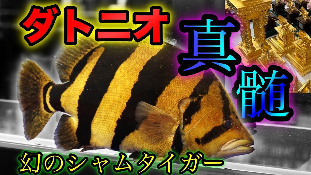 『ダトニオ大特集』『CIPS 』幻のシャムタイガー連発　最高峰プラスワン　世界最高峰の熱帯魚コンテスト　アクアリウム