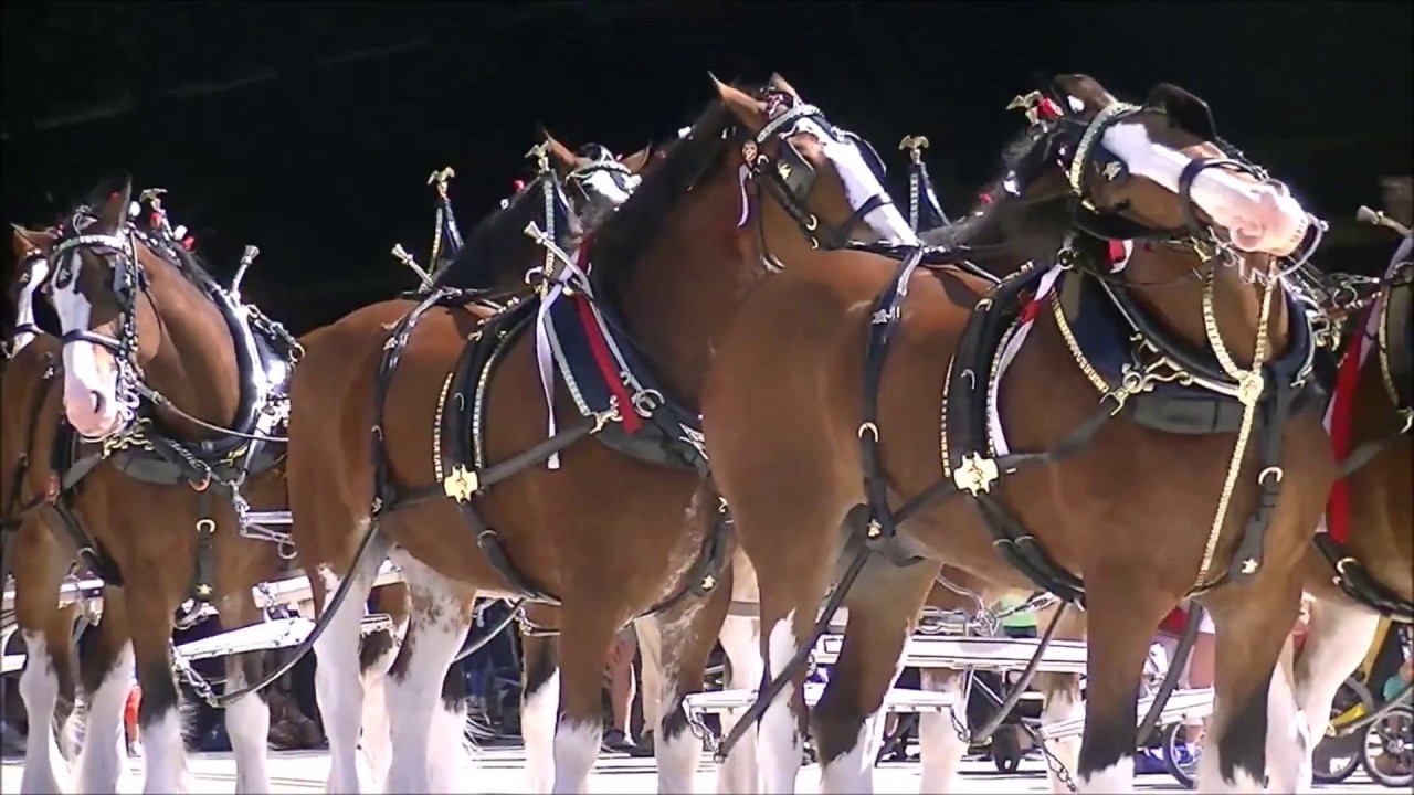 06-10-2017 - The Budweiser Clydesdales