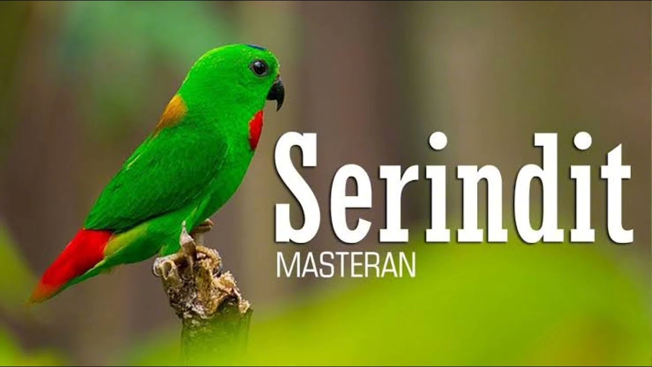 MASTERAN SERINDIT ....!!!!