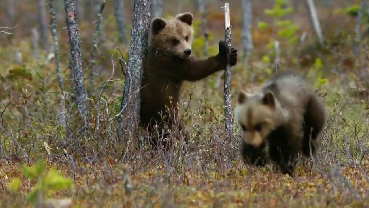 Зариблення Тиси: струмкова форель повертається додому 🐟🏔️ | Частина 1