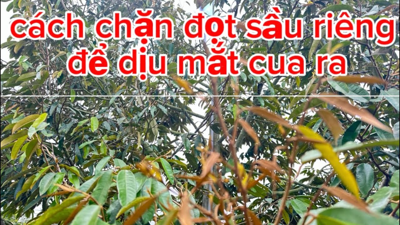 ￼ cách chặn đọt cây sầu riêng sau cơn mưa mắt cua không ra nổi