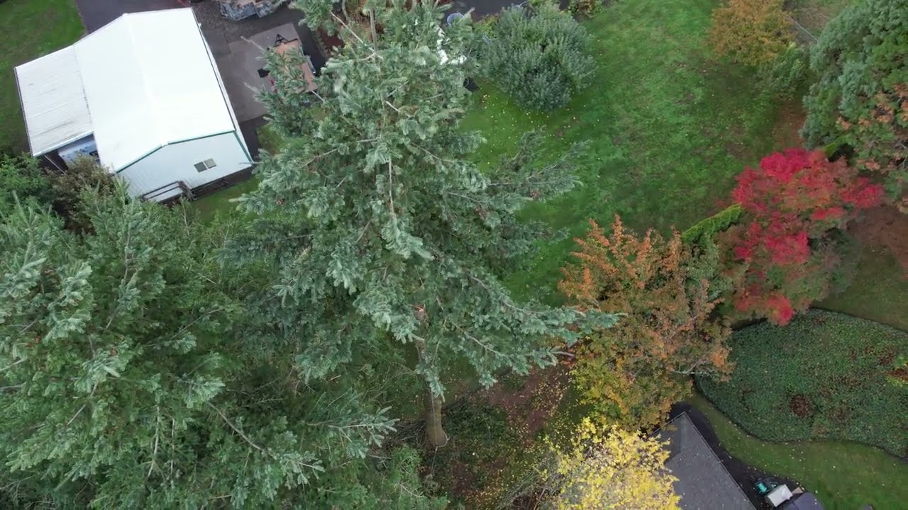 Professional Tree Removal