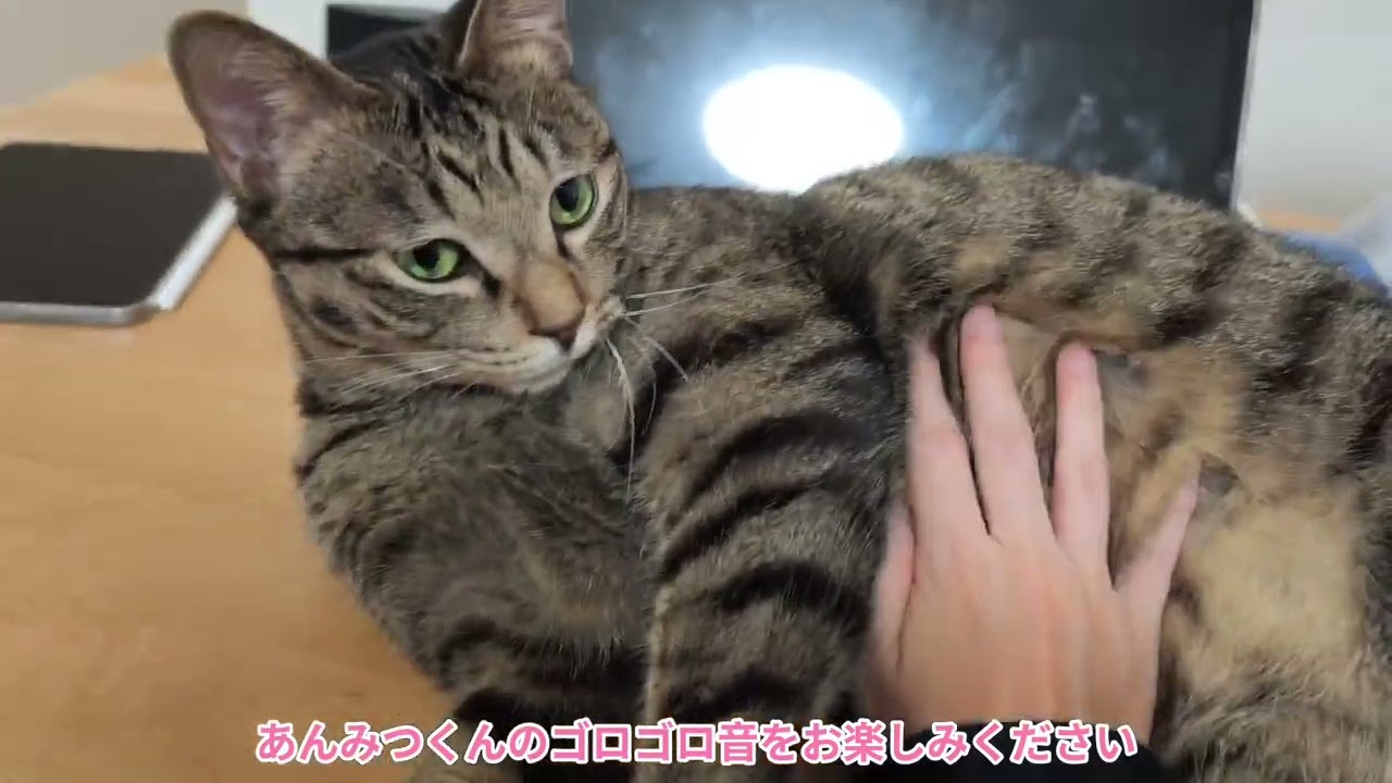 🐱極上のゴロゴロ音【あんみつくん】