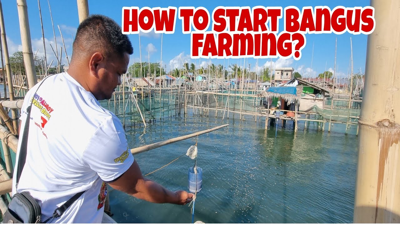 Paano Mag-Alaga at Magsimula ng Bangus Farming? Beginner's Guide