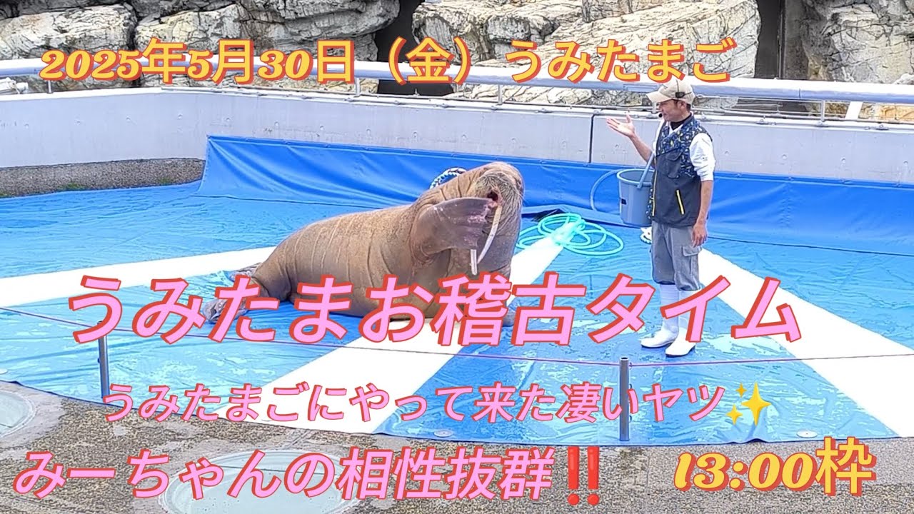 【大分マリーンパレス水族館うみたまご】2025年5月30日うみたまお稽古タイム、M氏は本当に凄い‼️一気にファンになりました✨