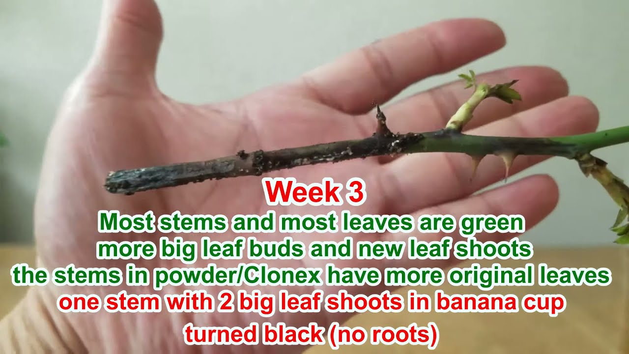 The winner for rooting hormone competition & rose cutting propagation is... (生根剂与月季玫瑰扦插的比较实验)