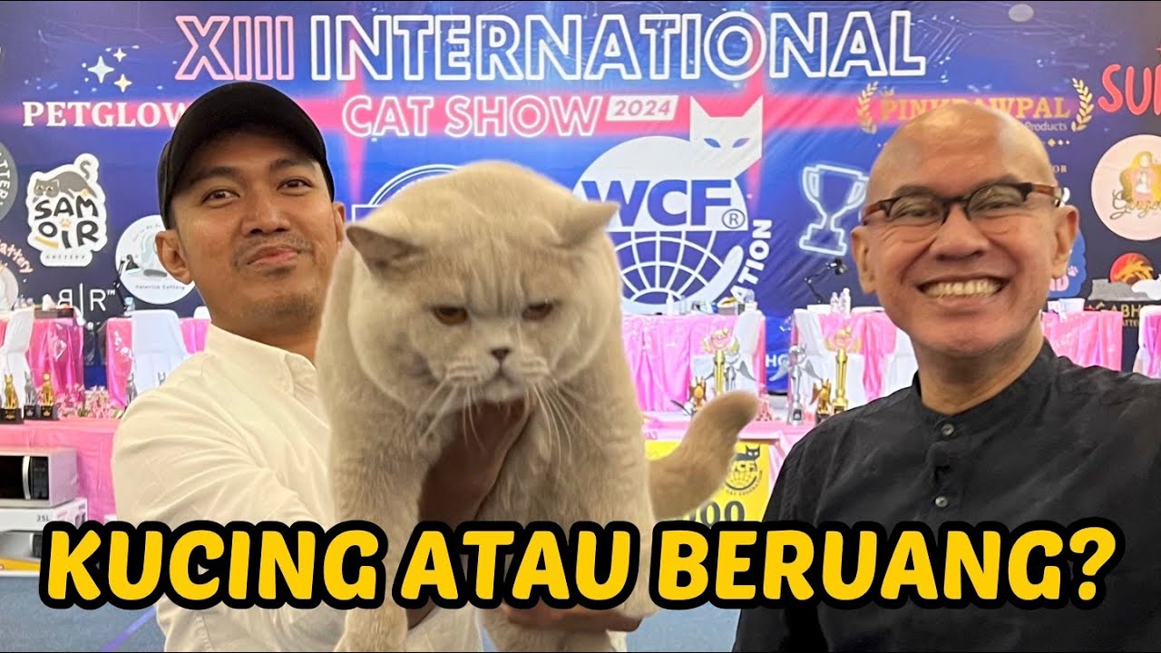 KUCING CHAMPION SEGEDE BERUANG
