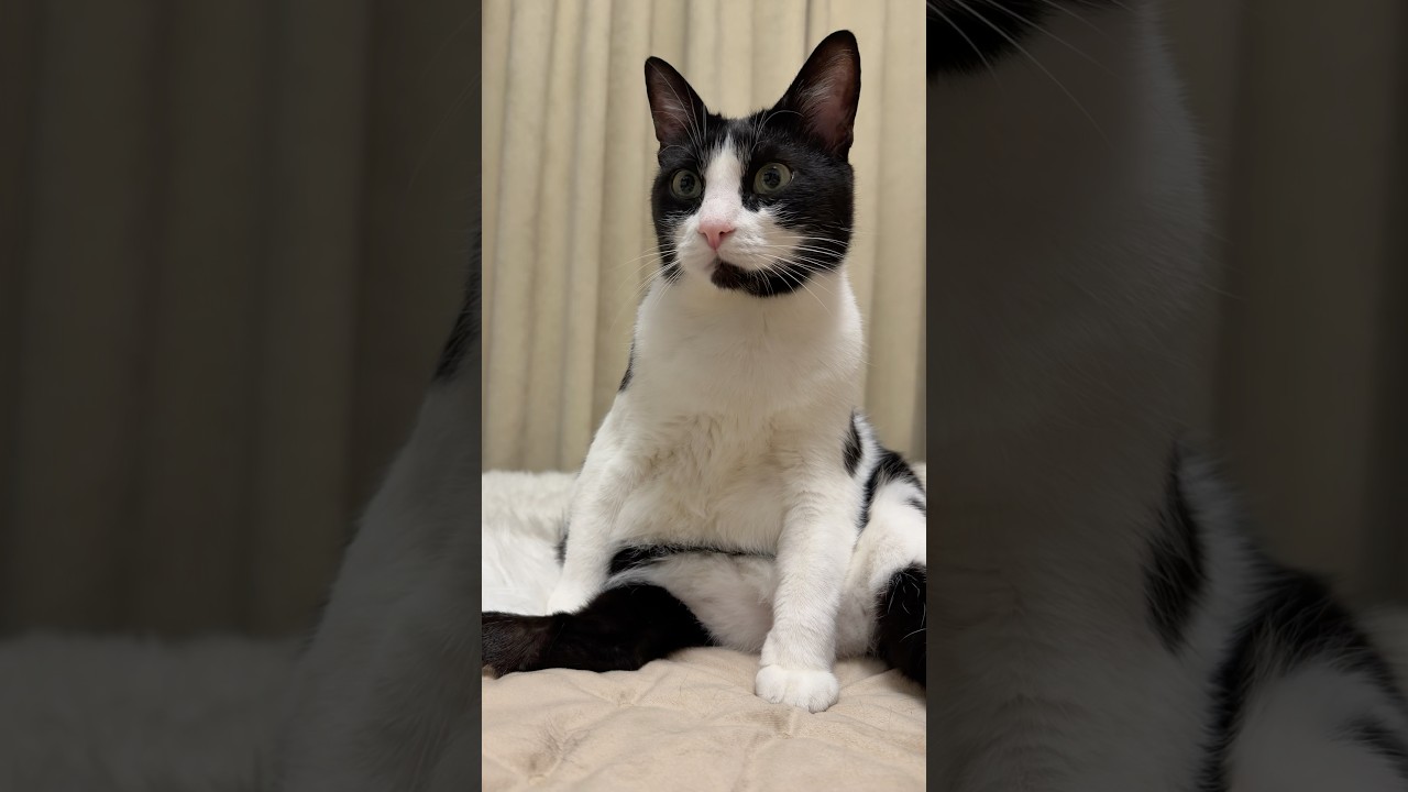 Пупок еще не проснулся 😽 #cat #catshorts #funnyvideo #cuteanimals #pets #прикольныекоты #юмор