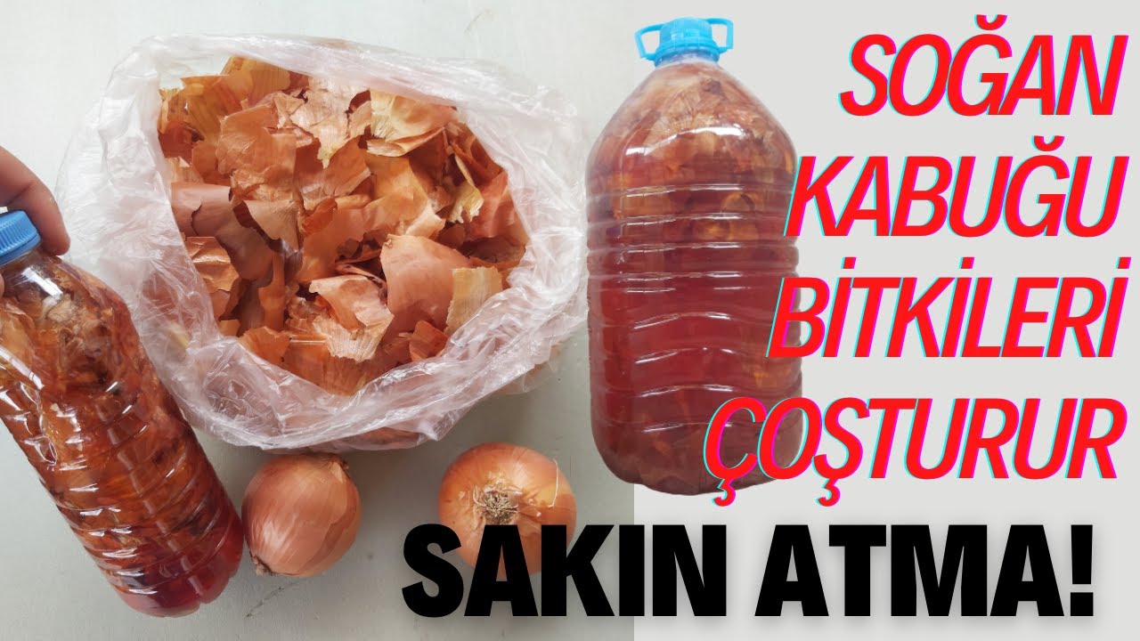 SOĞANIN KABUĞUNDAN SIVI GÜBRE YAPIMI HEMDE DOĞAL