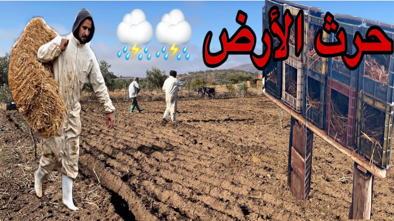 منطقة جميلة جداً اجواء هادئة البادية  حرث الأرض للدجاج تقديم الدواء للدجاج والديك الرومي العمل …