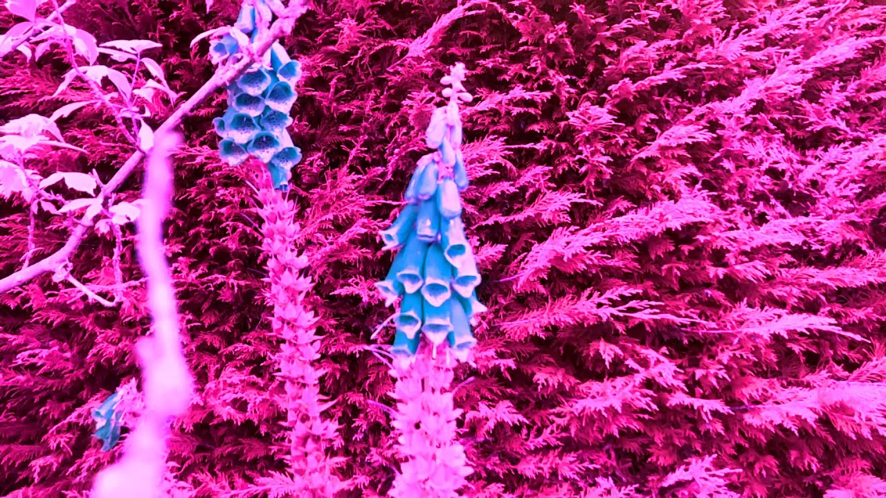 Former Hero - Foxgloves