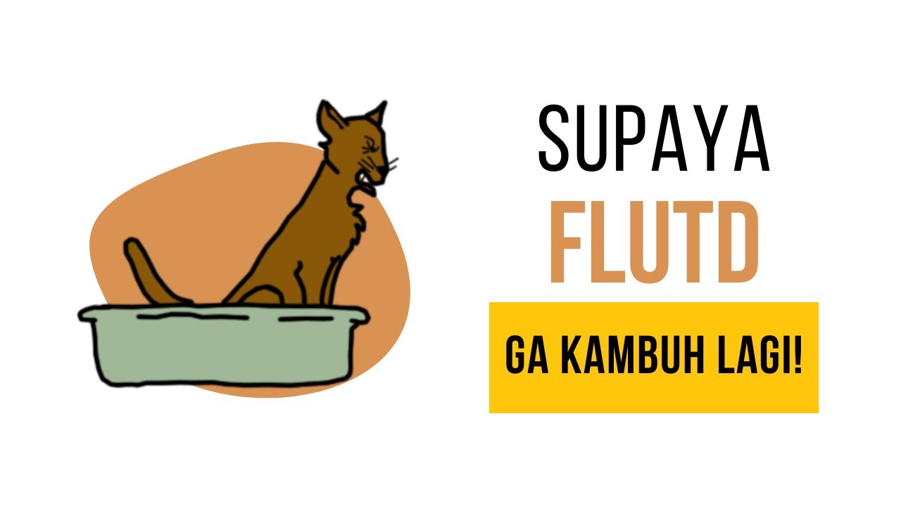 Ga Kambuh Lagi‼️ Ini Perawatan Lengkap Kucing Susah Kencing dan Berdarah Tanpa ke Dokter