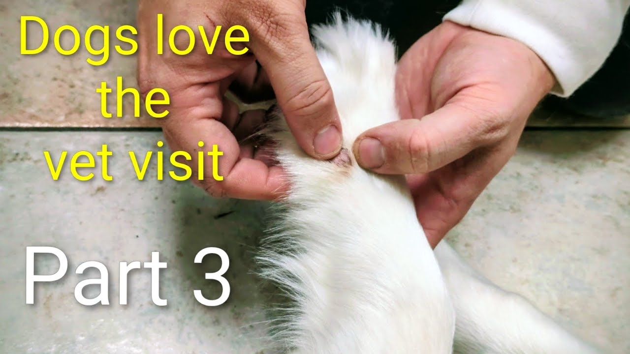 Dogs go to the vet. Part 3. Preventive medicine and chronic lessons.