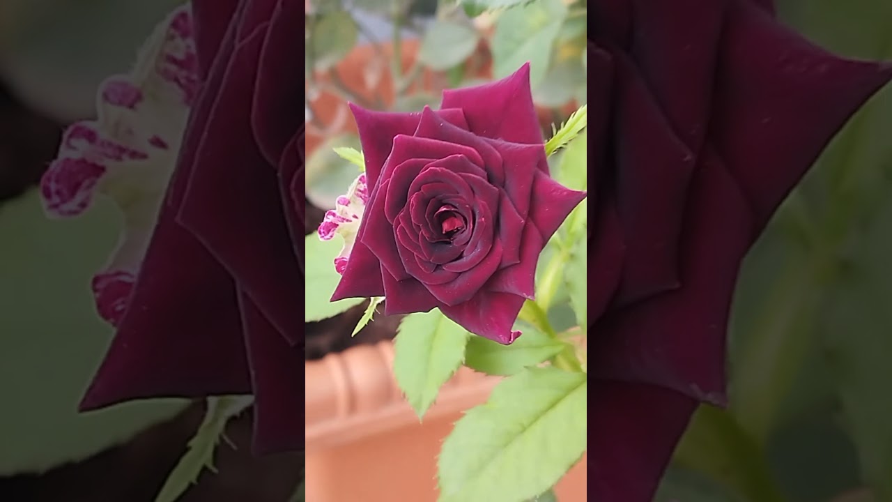 Karupu Roja 🌹🌹🌹🎵🎵🎵