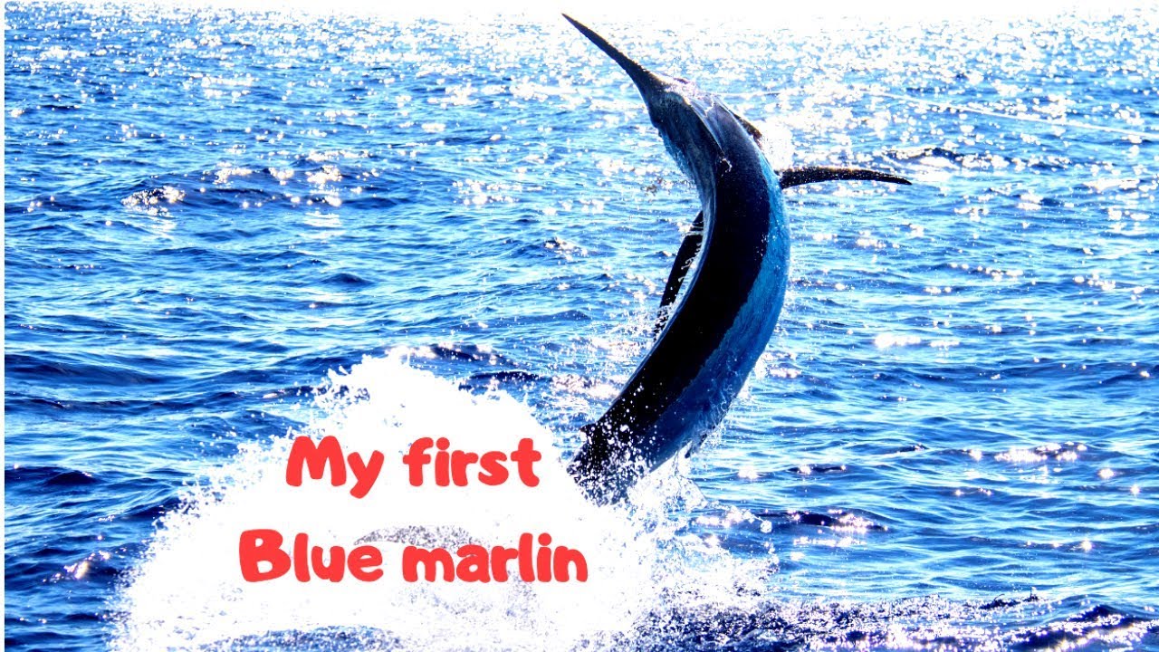 Blue Marlin Fishing in Grand Canaria- Amazing 400lbs fish!