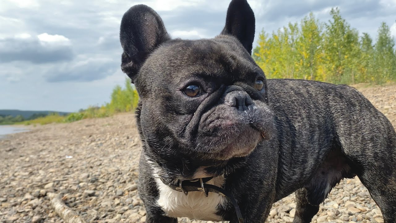 The French bulldog Oleg met strangers on the river bank | Joy inside