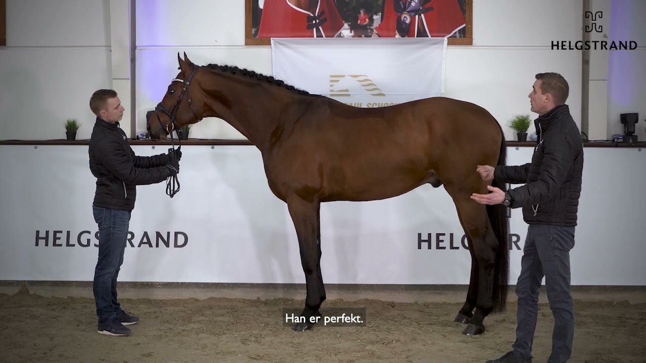 Fynch Hatton by Formel Eins / Sir Donnerhall I – stallion born 2016 (DK)