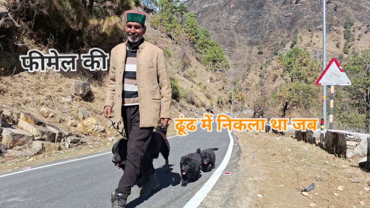dog searching time episode-02 #bhotia #shepherddog @pahaddwarhimmat1923 