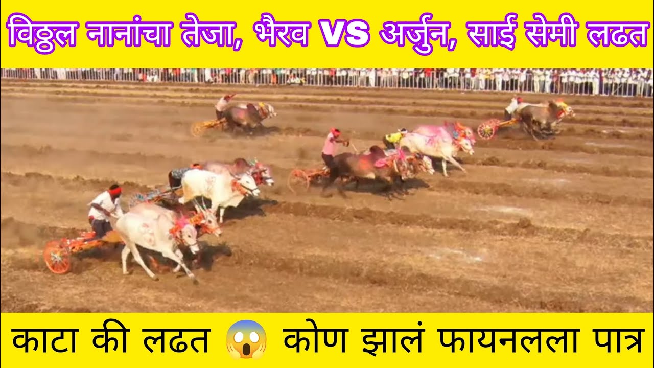 विठ्ठल नानांचा तेजा, भैरव VS अर्जुन, साई सेमी लढत 😱 दोन गाड्यात काटा की लढत