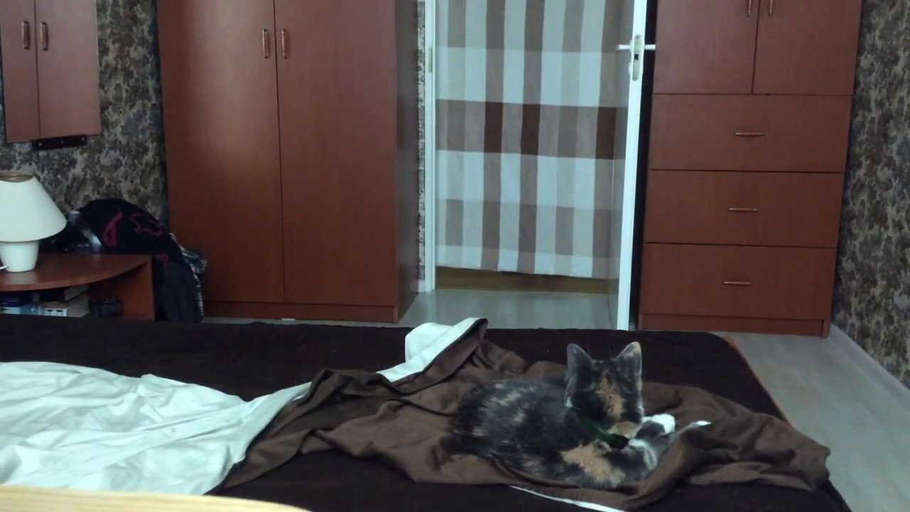 Фокус. What The Fluff Challenge.