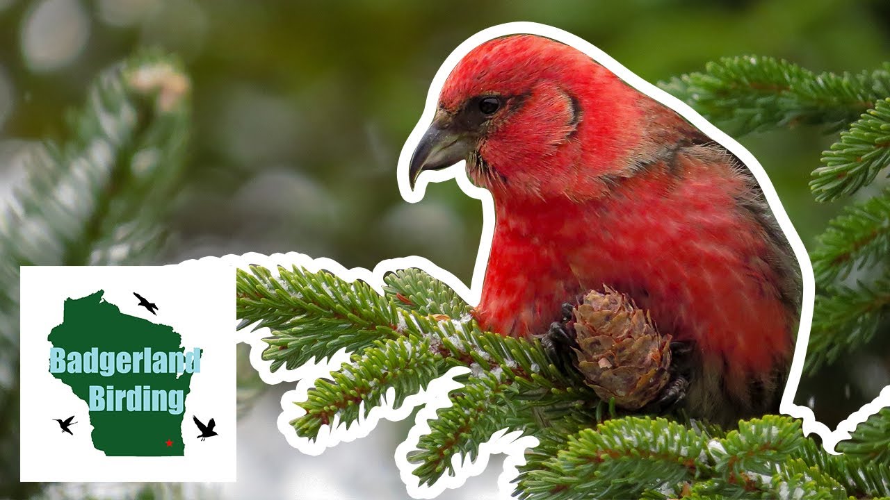Quest to find the INCREDIBLY UNIQUE White-winged Crossbill