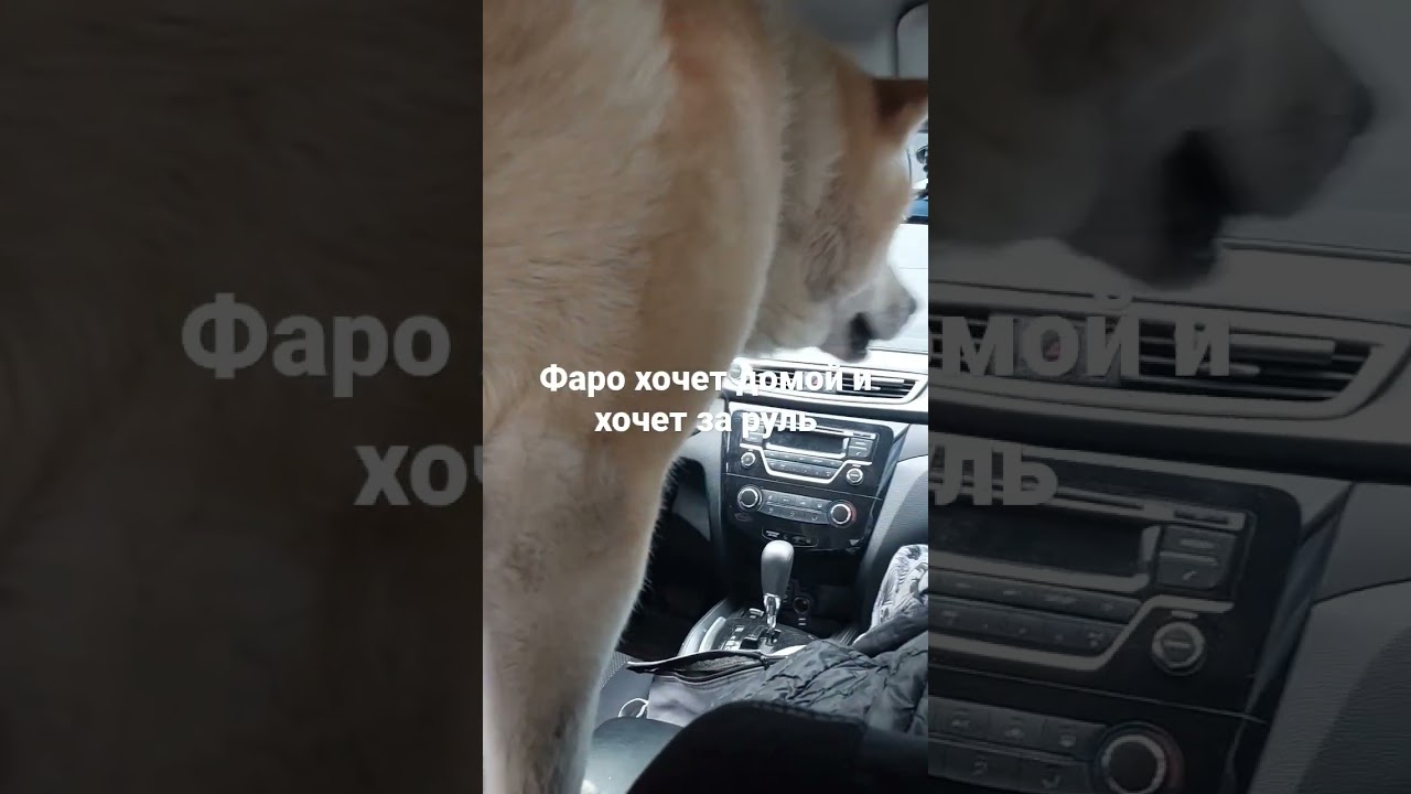 Фаро за руль хочет сесть и угнать