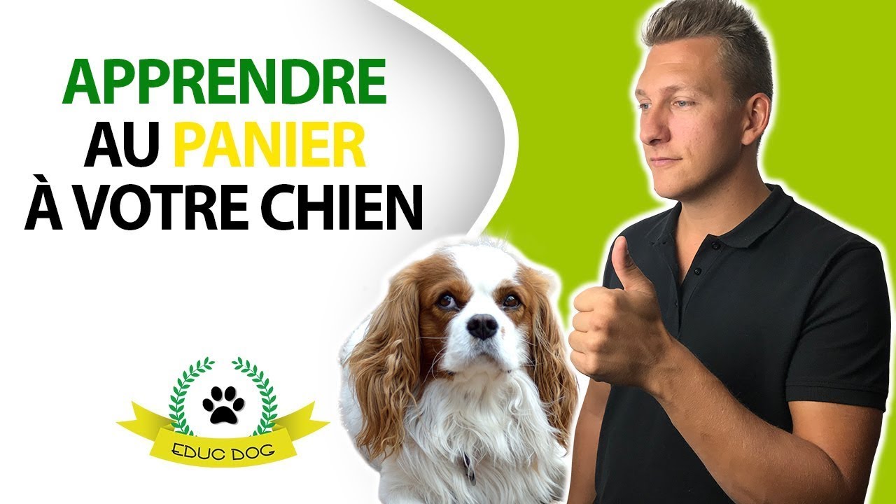 Comment apprendre au panier RAPIDEMENT à un chien ?
