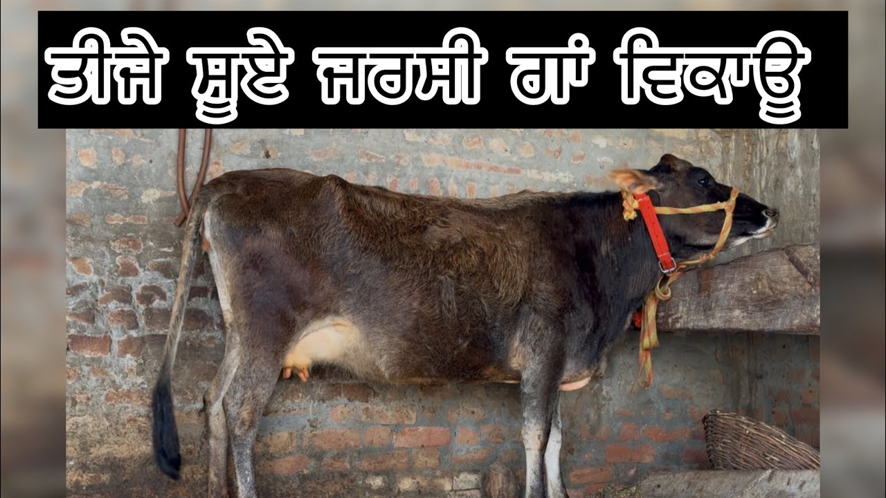 ਤੀਜੇ ਸੂਏ ਜਰਸੀ ਗਾਂ ਵਿਕਾਊ,ਪਿੰਡ ਚੀਦਾ ਜ਼ਿਲਾ ਮੋਗਾ ॥