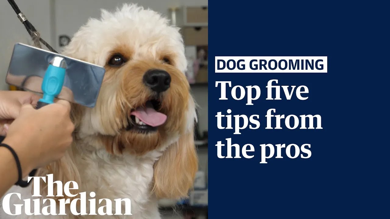The top five dog-grooming tips from the pros