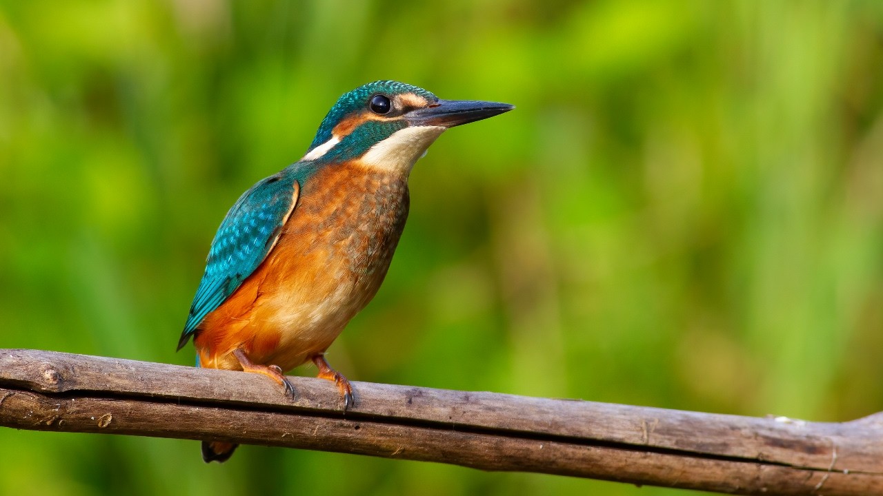 10 Hours Of Striking Kingfishers In Their Natural Habitats 4K