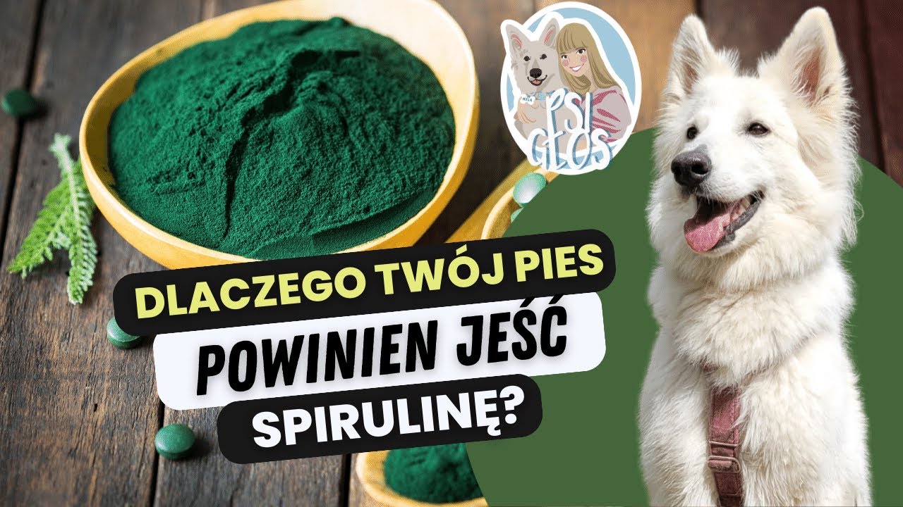 SPIRULINA - wyjątkowy suplement dla PSÓW w każdym wieku 💚 Właściwości, jak wprowadzić do diety psa
