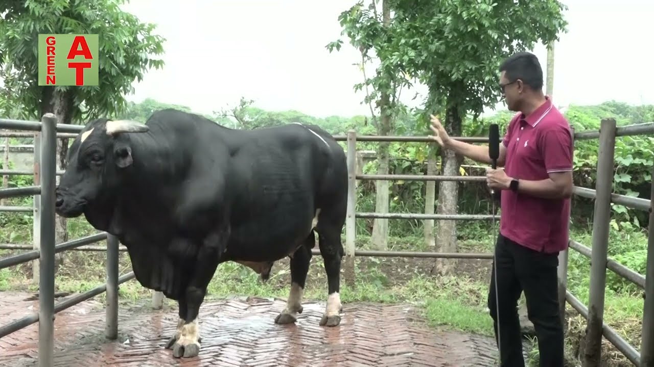 50% Frisian Bull 4719 এর মা দাদী নানী ও ফিল্ডে ওর বাচ্চাদের রেকর্ড জেনে নিন | Savar dairy
