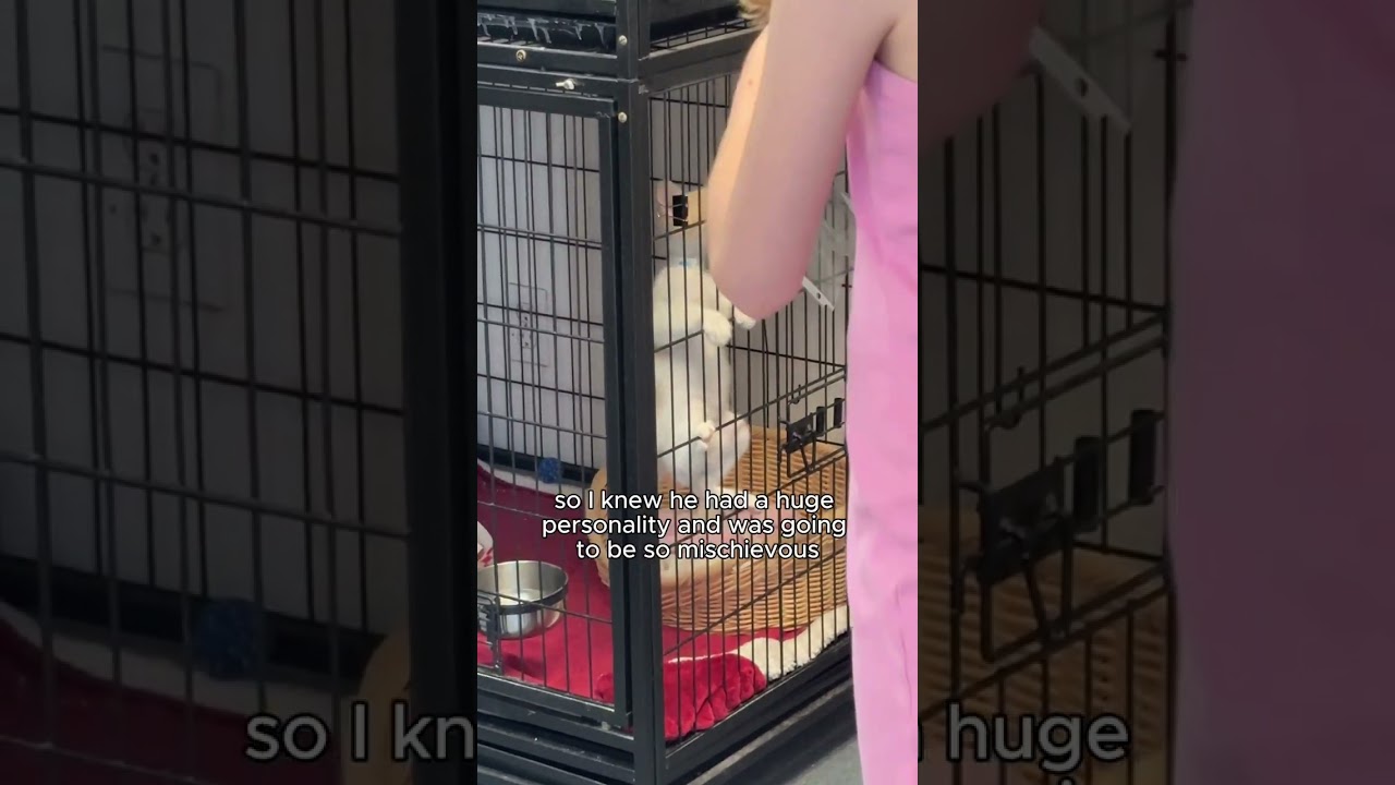 Adopting a Kitten!